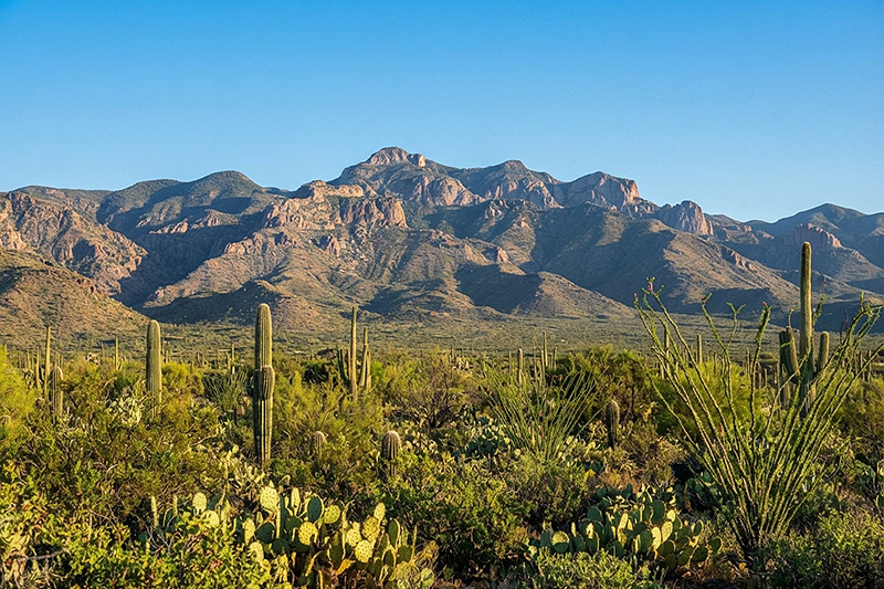 Marana
